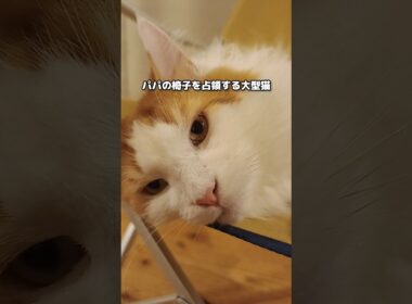 お前のものは俺のもの #メインクーン #猫 #猫のいる暮らし#cat #mainecoon #catlover​  #catshorts​ #cute​ #cutecat​ #fyp​