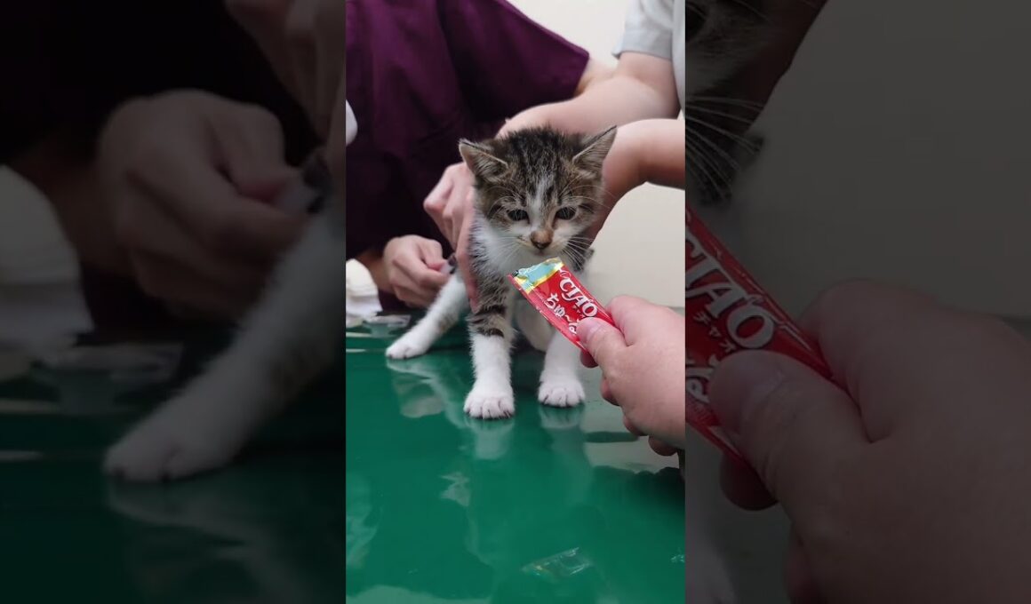 はじめてのワクチンをちゅーるで乗り切る子猫【キジ白の保護猫】　#shorts 　#猫　#cat