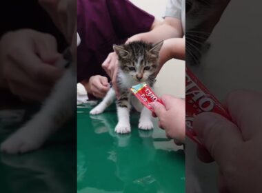 はじめてのワクチンをちゅーるで乗り切る子猫【キジ白の保護猫】　#shorts 　#猫　#cat