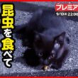 【子猫 保護】スーパーの明かりに集まる虫を食べて飢えを凌ぐ子猫を保護しました