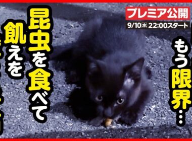 【子猫 保護】スーパーの明かりに集まる虫を食べて飢えを凌ぐ子猫を保護しました