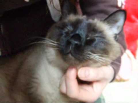 シャム猫　ワっち　肉球触らせて～♪