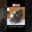 生後4日⭐️ラガマフィンの授乳#ねこのいる生活 #猫好きさんと繋がりたい #猫のいる暮らし #神メソッド #ラガマフィン #ラガマフィン子猫