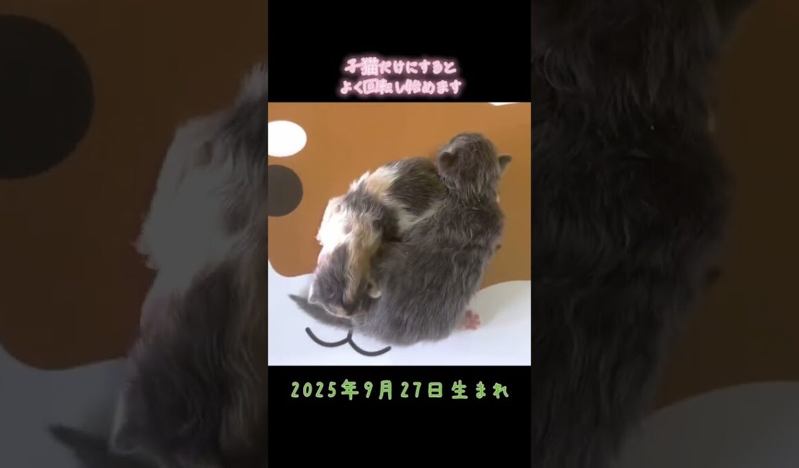 生後4日⭐️ラガマフィンの授乳#ねこのいる生活 #猫好きさんと繋がりたい #猫のいる暮らし #神メソッド #ラガマフィン #ラガマフィン子猫