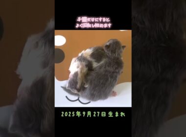 生後4日⭐️ラガマフィンの授乳#ねこのいる生活 #猫好きさんと繋がりたい #猫のいる暮らし #神メソッド #ラガマフィン #ラガマフィン子猫