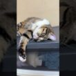 キジシロのルル「格下の子ネコ黒夢、シャムの雫、ボスの三毛猫ミックス。No 2は、私！」