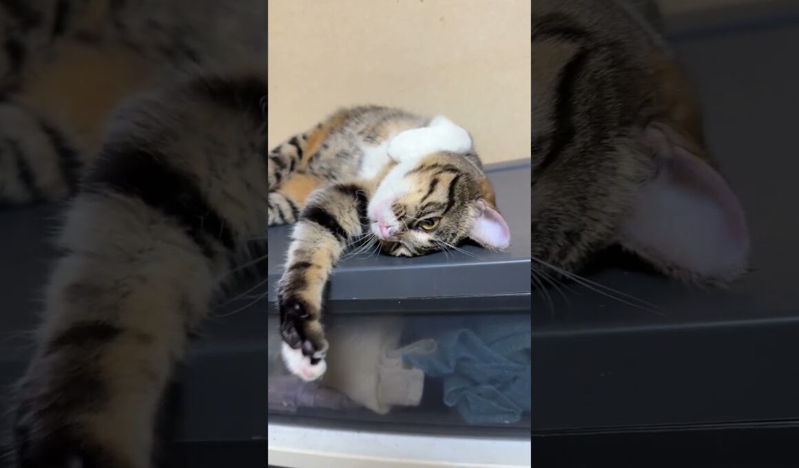 キジシロのルル「格下の子ネコ黒夢、シャムの雫、ボスの三毛猫ミックス。No 2は、私！」