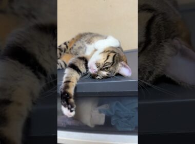 キジシロのルル「格下の子ネコ黒夢、シャムの雫、ボスの三毛猫ミックス。No 2は、私！」