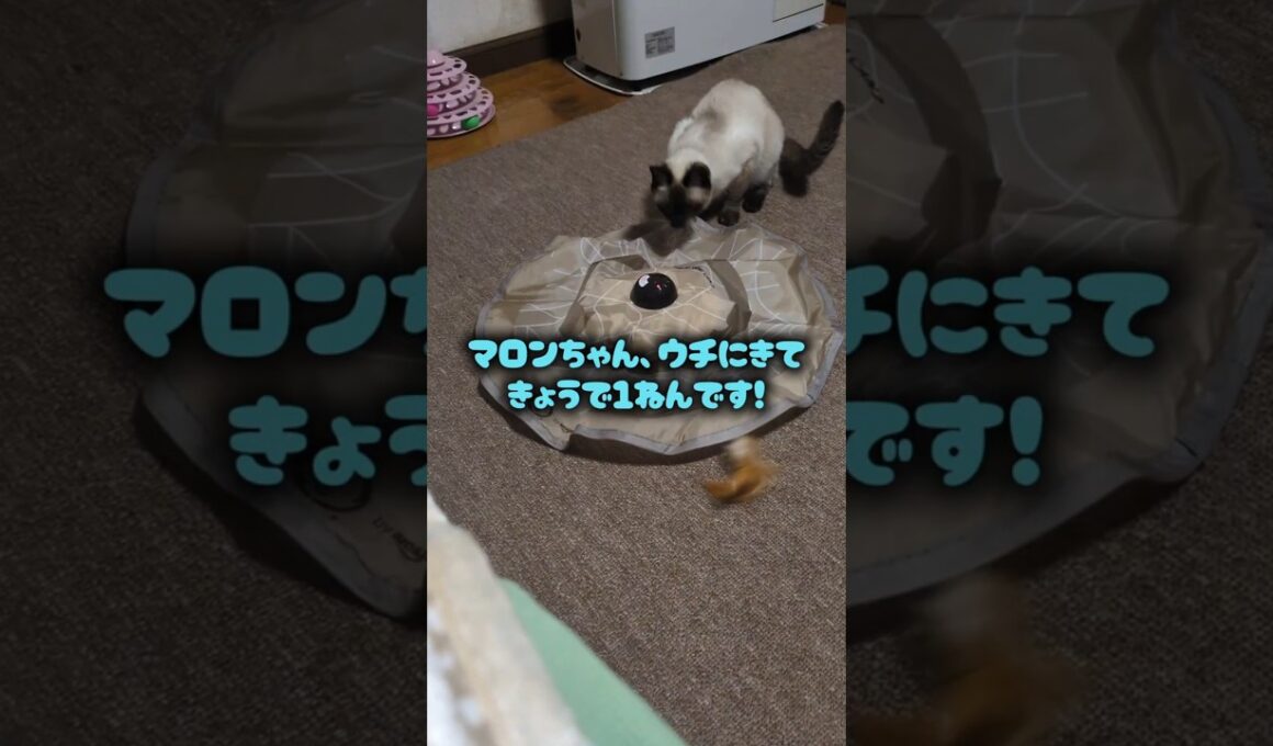 お迎えから今日で1年記念！シャム猫☆マロンちゃん #シャム猫 #しゃむねこ #cat #catshorts #ねこのいる生活 #ねこのいる生活