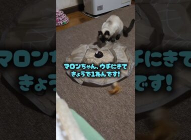 お迎えから今日で1年記念！シャム猫☆マロンちゃん #シャム猫 #しゃむねこ #cat #catshorts #ねこのいる生活 #ねこのいる生活