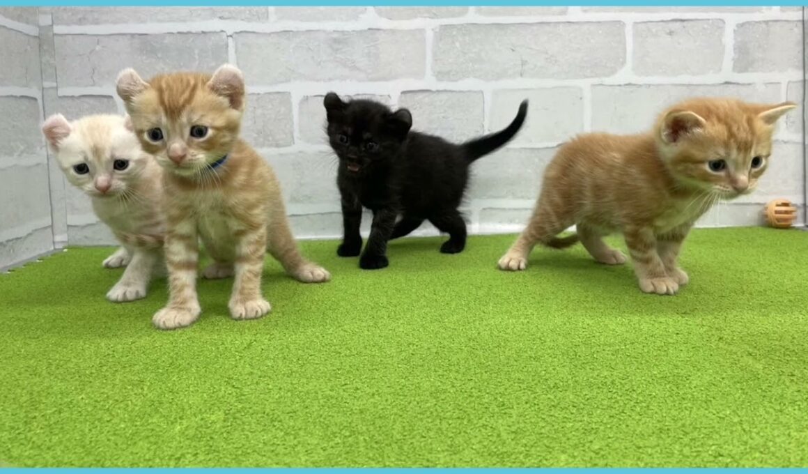 Coo&RIKU　No.00733946 アメリカンカール（立ち耳）