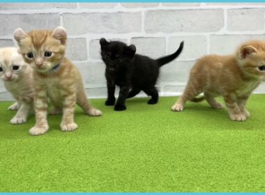 Coo&RIKU　No.00733946 アメリカンカール（立ち耳）