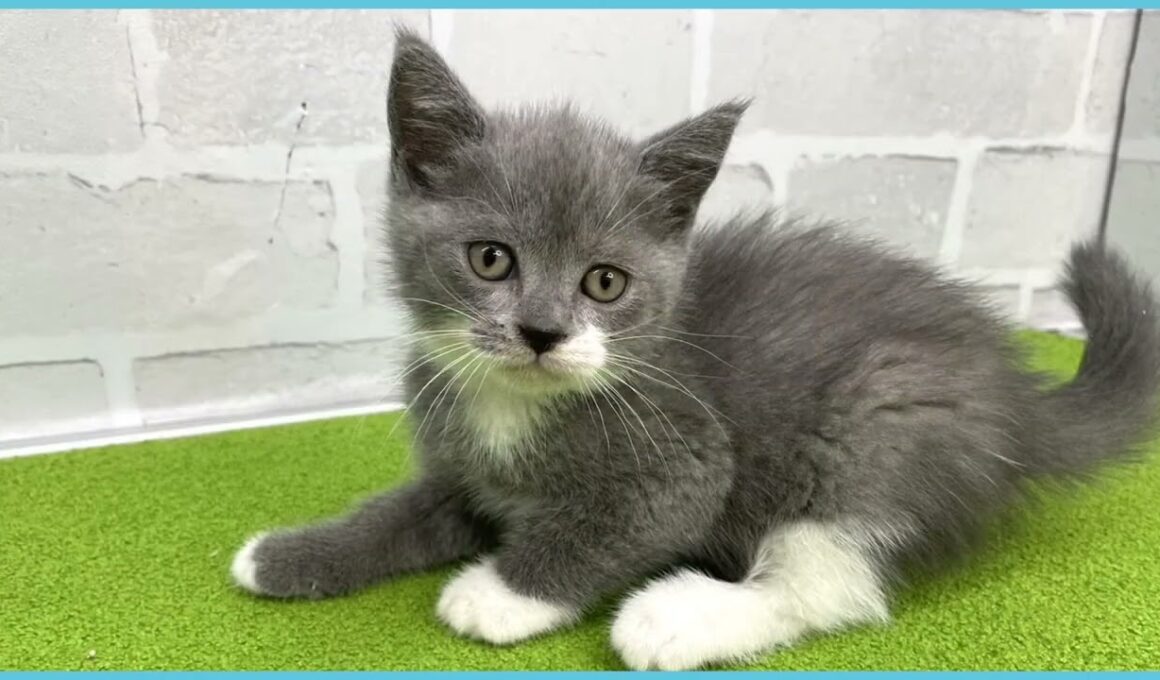 Coo&RIKU　No.00733927 ブリティッシュショートヘアー