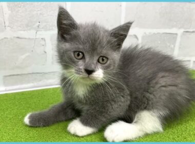 Coo&RIKU　No.00733927 ブリティッシュショートヘアー