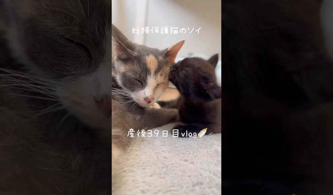 妊婦保護猫のソイ🤎産後３９日目vlog｜子猫のカプがソイを毛づくろい🫶今日も優しくて愛おしい光景です　#保護猫 #猫の出産 #妊娠猫 #子猫の成長記録 #cat #rescuecat