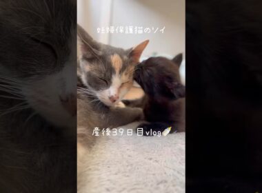 妊婦保護猫のソイ🤎産後３９日目vlog｜子猫のカプがソイを毛づくろい🫶今日も優しくて愛おしい光景です　#保護猫 #猫の出産 #妊娠猫 #子猫の成長記録 #cat #rescuecat