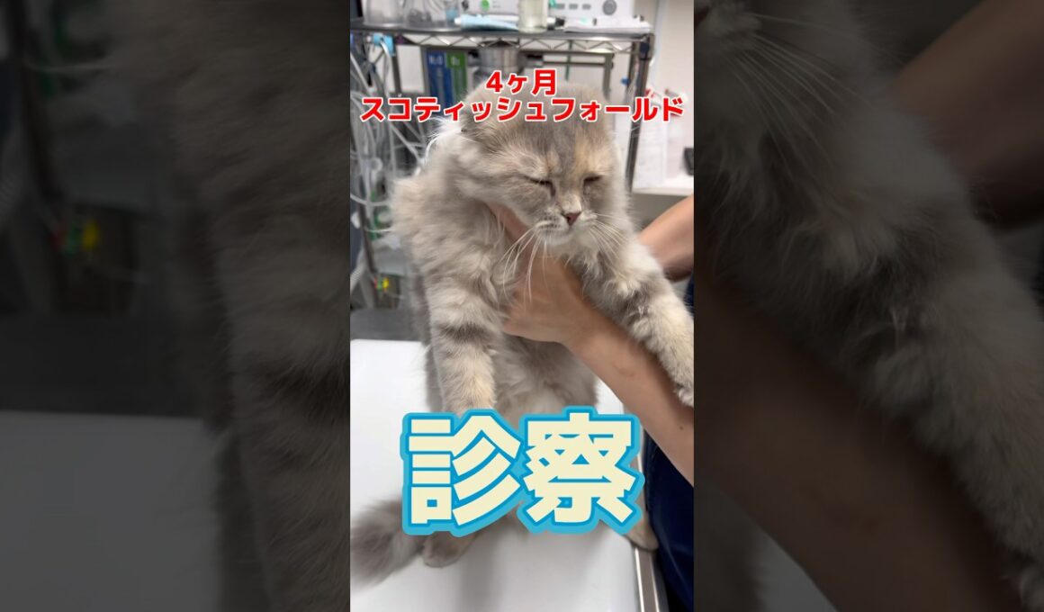 目ヤニが普段より多くて大粒の涙が流れた4ヶ月のスコティッシュフォールドが動物病院にやって来た！