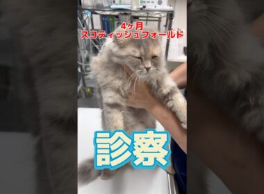 目ヤニが普段より多くて大粒の涙が流れた4ヶ月のスコティッシュフォールドが動物病院にやって来た！