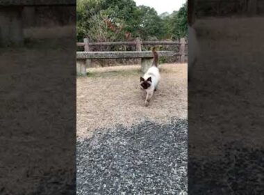 まるまるとして可愛いシャム猫　#shorts #sサバトラ