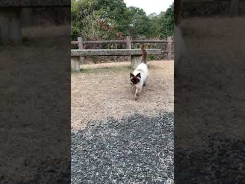 まるまるとして可愛いシャム猫　#shorts #sサバトラ