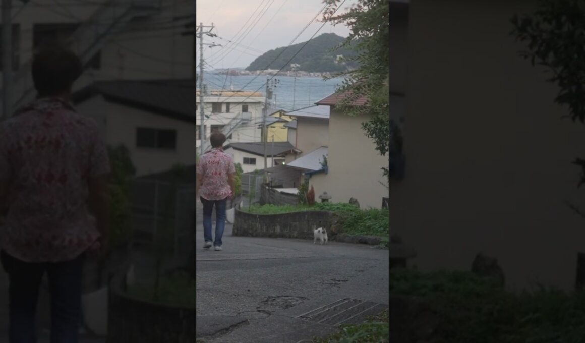 夕涼みのお散歩、チャトラン君！夕ご飯いっぱい食べてね！#ジャパニーズボブテイル #熱海 #保護猫 #野良猫 #猫のいる暮らし#伊豆 #cat