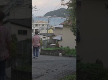 夕涼みのお散歩、チャトラン君！夕ご飯いっぱい食べてね！#ジャパニーズボブテイル #熱海 #保護猫 #野良猫 #猫のいる暮らし#伊豆 #cat