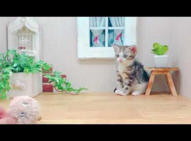 アメリカンショートヘアー！