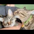 子猫が来てお兄さんになった先輩猫