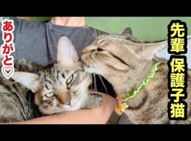 子猫が来てお兄さんになった先輩猫