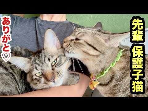 子猫が来てお兄さんになった先輩猫