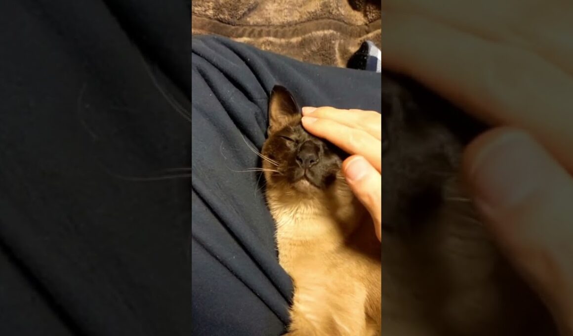 撫でられてご満悦なシャム猫/A happy Siamese cat after being stroked#shorts