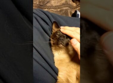 撫でられてご満悦なシャム猫/A happy Siamese cat after being stroked#shorts