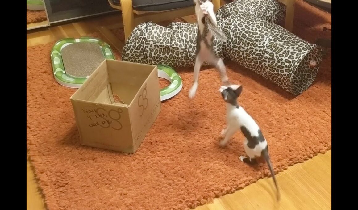 Cornish Rex Kittens Playing & Jumping