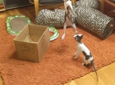 Cornish Rex Kittens Playing & Jumping