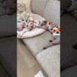 お揃いの服を着て眠る可愛い猫スルタンとアレクサンドラ【スフィンクス】