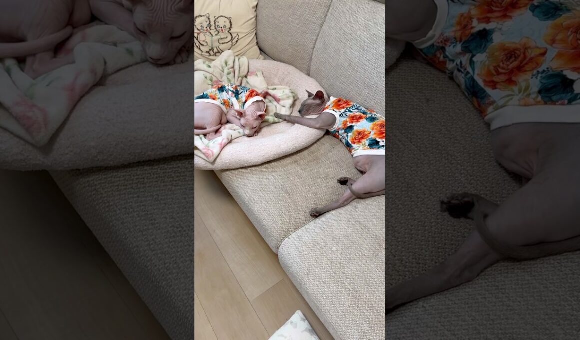 お揃いの服を着て眠る可愛い猫スルタンとアレクサンドラ【スフィンクス】
