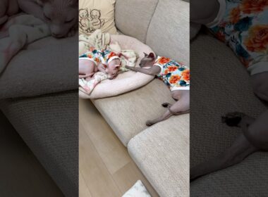 お揃いの服を着て眠る可愛い猫スルタンとアレクサンドラ【スフィンクス】