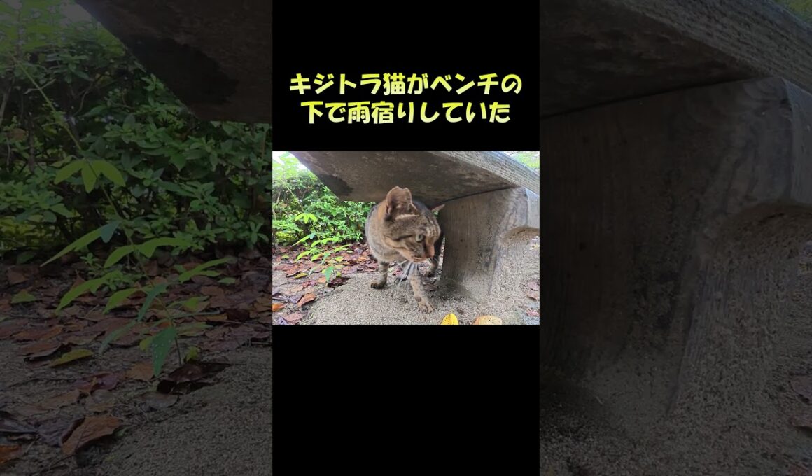 キジトラ猫がベンチの下で雨宿りしていた #猫 #ねこ #cat