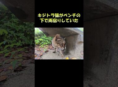 キジトラ猫がベンチの下で雨宿りしていた #猫 #ねこ #cat