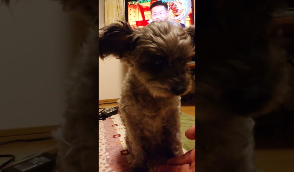 #cat #猫 #保護猫 #三毛猫 #猫動画 #シャムトラミックス #cats #catlife #catlog #catlover #catlovers #katze #kot #katt