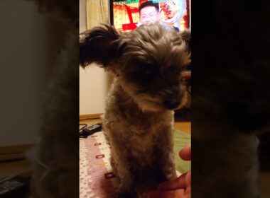 #cat #猫 #保護猫 #三毛猫 #猫動画 #シャムトラミックス #cats #catlife #catlog #catlover #catlovers #katze #kot #katt