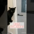天才黒猫　#ボンベイ #子猫 #猫のいる暮らし #猫のいる生活 #cat #bombay #ねこ動画 #猫好きさんと繋がりたい #賢い猫 #かわいい #癒やし