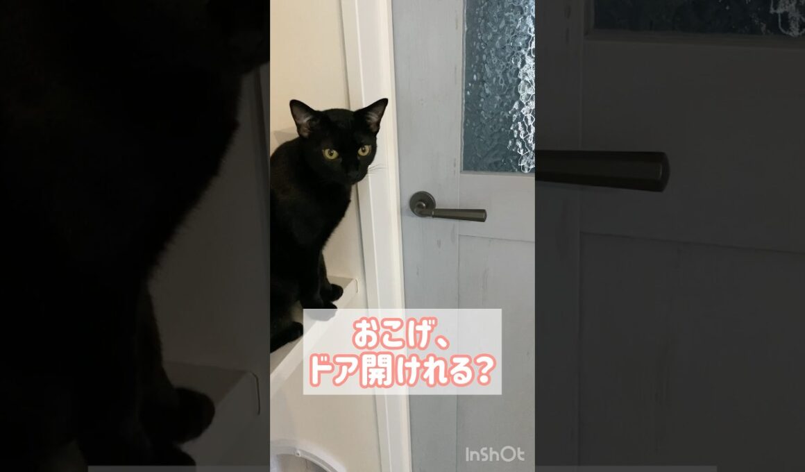 天才黒猫　#ボンベイ #子猫 #猫のいる暮らし #猫のいる生活 #cat #bombay #ねこ動画 #猫好きさんと繋がりたい #賢い猫 #かわいい #癒やし