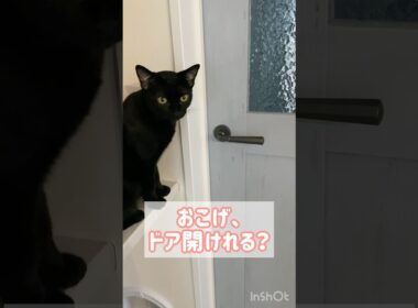 天才黒猫　#ボンベイ #子猫 #猫のいる暮らし #猫のいる生活 #cat #bombay #ねこ動画 #猫好きさんと繋がりたい #賢い猫 #かわいい #癒やし