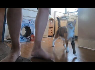 散歩について来なかった理由を父に説明する娘猫