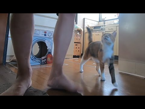 散歩について来なかった理由を父に説明する娘猫