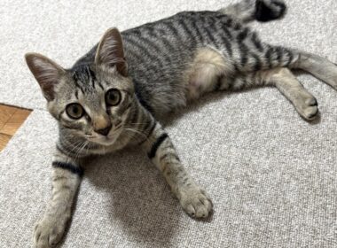 【保護猫】子猫が猫部屋から脱走するのでリビングに引っ越しました