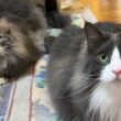 【元気‼︎】今日も賑やかなもふ猫たちがカワイイ💖ノルウェージャンフォレストキャットとターキッシュアンゴラ