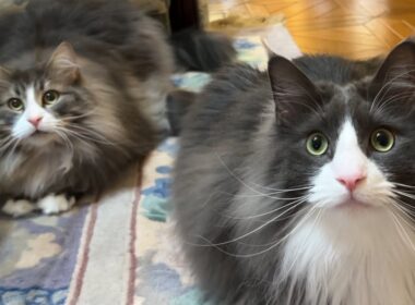 【元気‼︎】今日も賑やかなもふ猫たちがカワイイ💖ノルウェージャンフォレストキャットとターキッシュアンゴラ