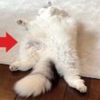 だらしない猫ってかわいいと思いませんか？【関西弁でしゃべる猫】【猫アテレコ】